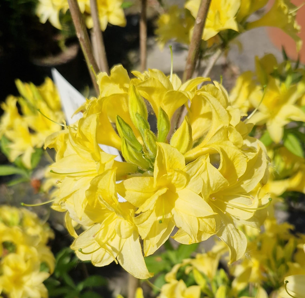 duftende Garten Azalee Sonnenköpfchen