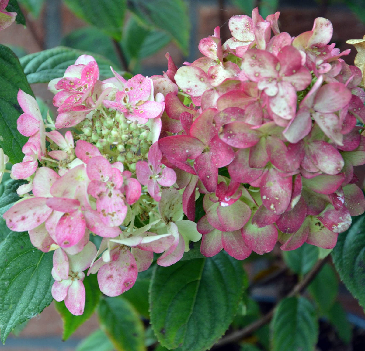 Rispenhortensie Fire Light