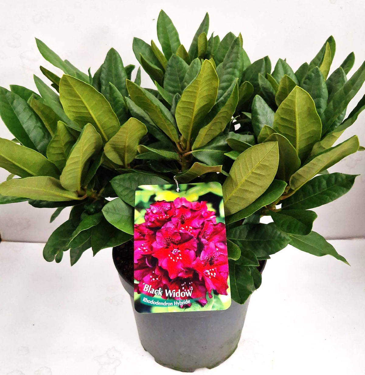Alpenrose Black Widow