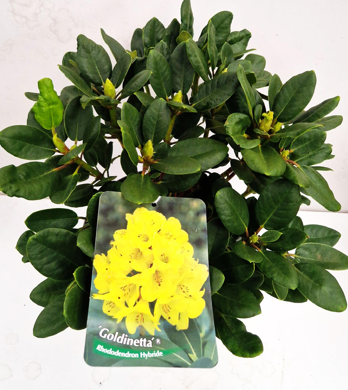 Alpenrose Goldinetta