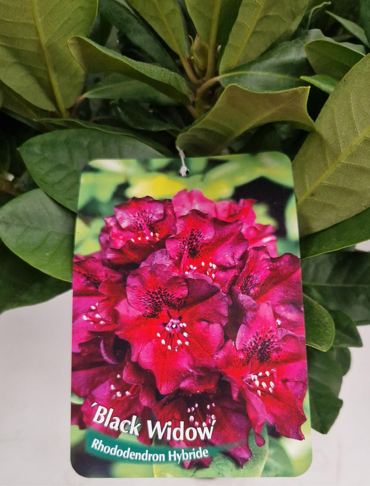 Alpenrose Black Widow