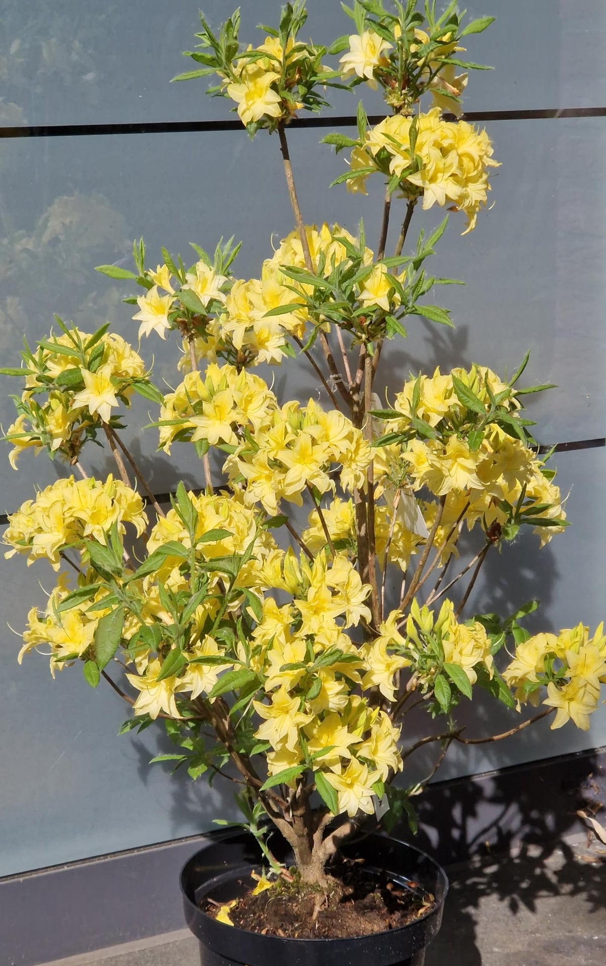 duftende Garten Azalee Sonnenköpfchen