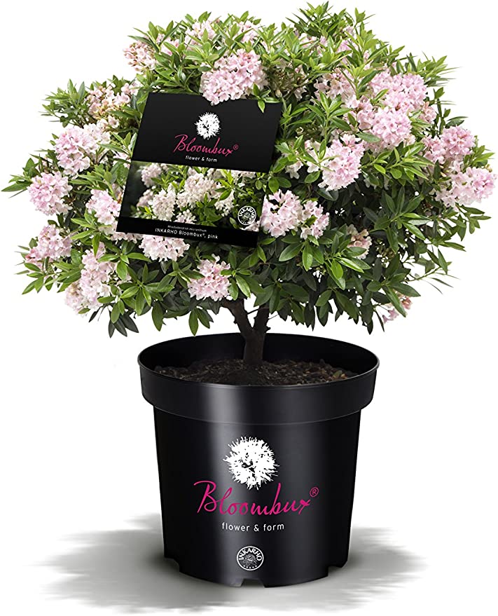 !!WELTNEUHEIT!! Bloombux® flower & form by INKARHO® - kaufen & pflegen