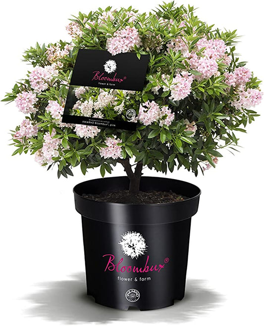 !!WELTNEUHEIT!! Bloombux® flower & form by INKARHO® - kaufen & pflegen