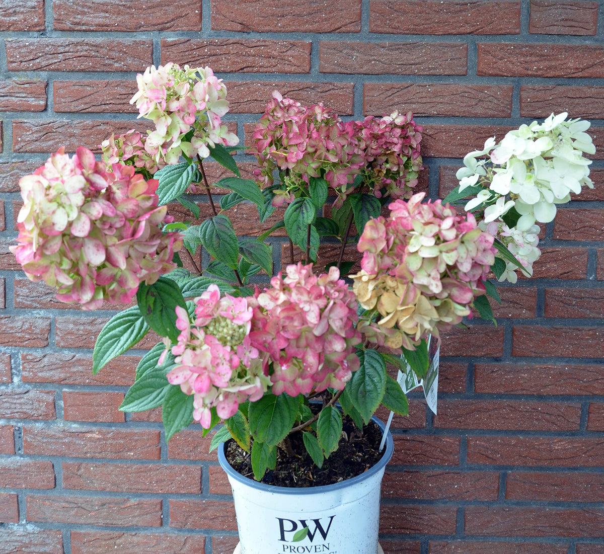 Rispenhortensie Fire Light