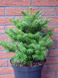 Zwerg Korea Tanne Abies koreana Molli - Plantenwelt Wiesmoor