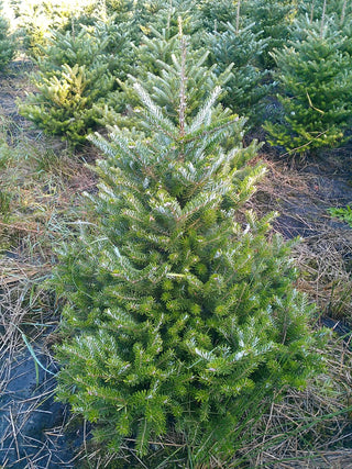 Zwerg Korea Tanne - Abies koreana Molli - Weihnachtsbaum – ausgewachsenes Exemplar im Freiland