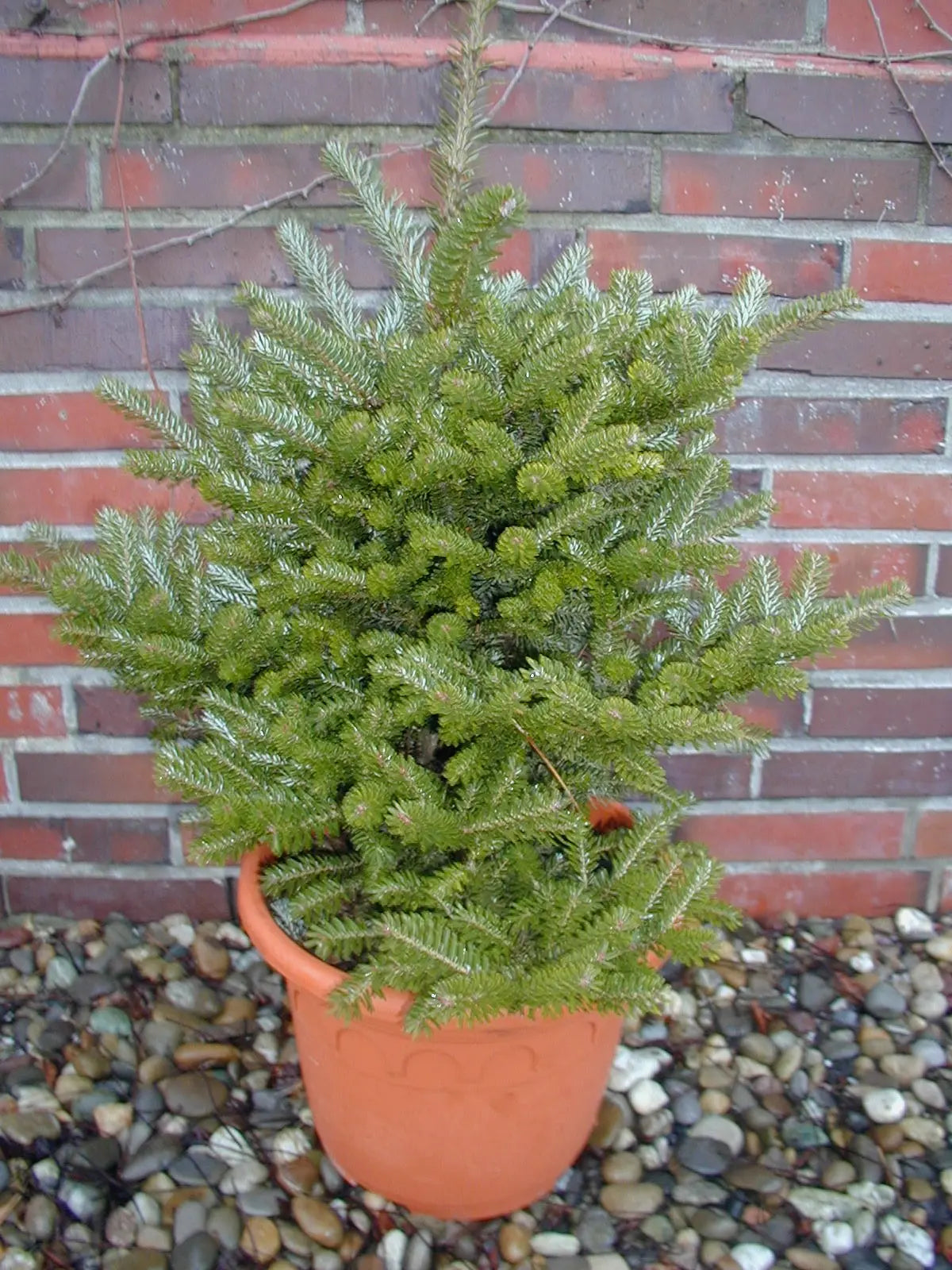 Zwerg Korea Tanne - Abies koreana Molli - Weihnachtsbaum - kaufen & pflegen