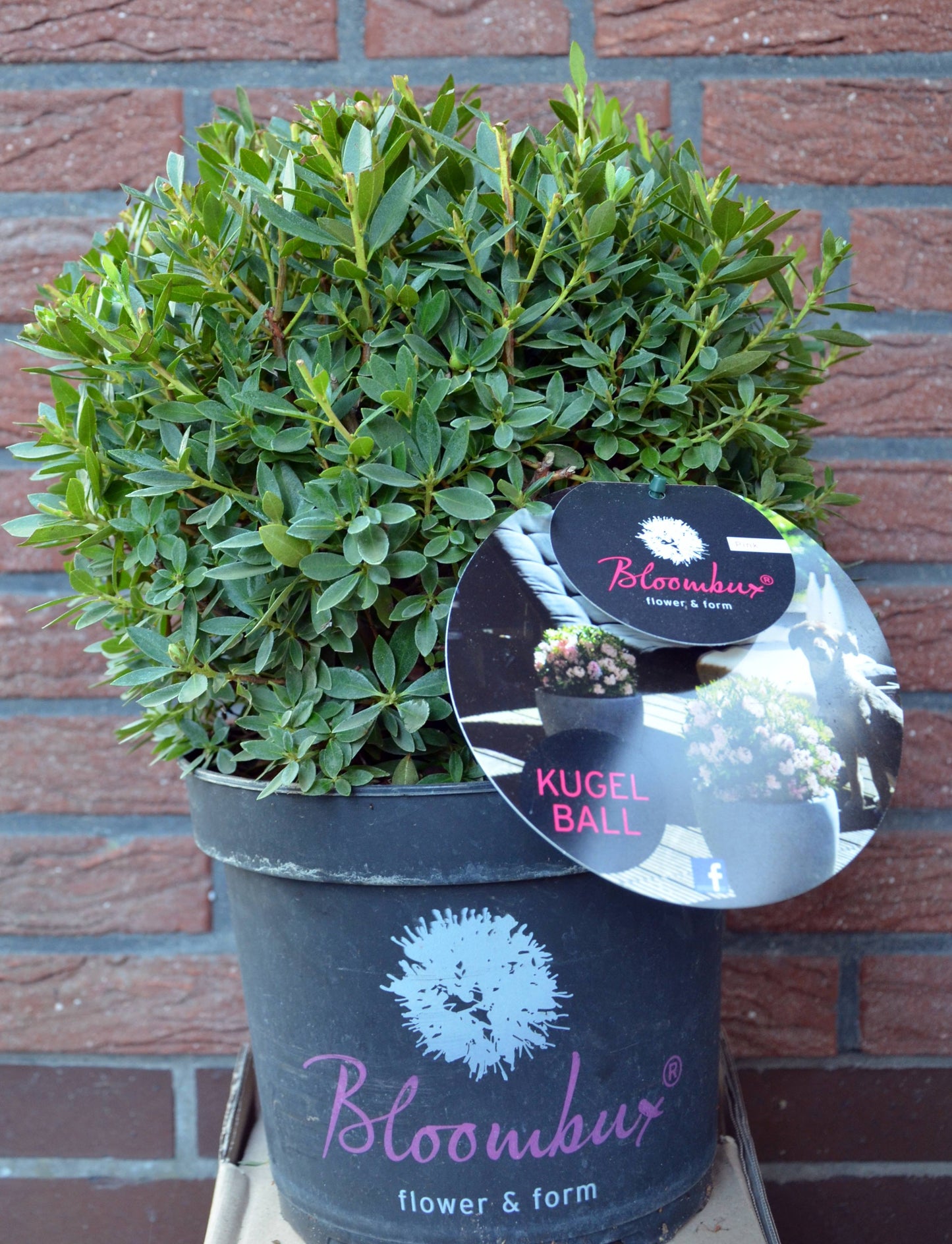 !!WELTNEUHEIT!! Bloombux® flower & form by INKARHO® - kaufen & pflegen