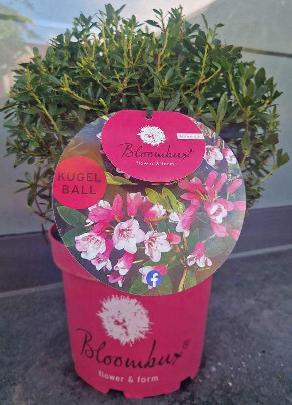 !!WELTNEUHEIT!! Bloombux® flower & form by INKARHO® Magenta Kugel