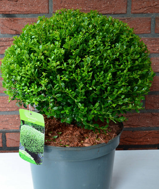 japanische Hülse Glorie Dwarf Kugel - kaufen & pflegen