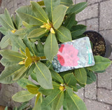 Alpenrose Red Jack - Plantenwelt Wiesmoor