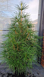Japanische Schirmtanne Sciadopytis verticillata - Plantenwelt Wiesmoor