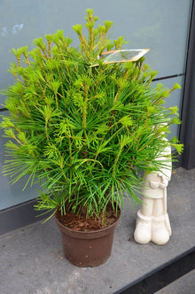 Japanische Schirmtanne (Sciadopitys verticillata) – Pflanze im Verkaufscontainer