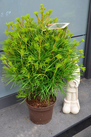 Japanische Schirmtanne (Sciadopitys verticillata) – Pflanze im Verkaufscontainer