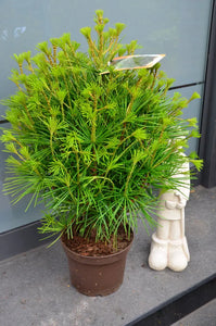 Japanische Schirmtanne Sciadopytis verticillata - Plantenwelt Wiesmoor