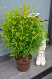 Japanische Schirmtanne Sciadopytis verticillata - Plantenwelt Wiesmoor