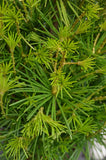 Japanische Schirmtanne Sciadopytis verticillata - Plantenwelt Wiesmoor