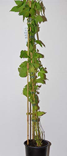 Hopfen - kaufen & pflegen