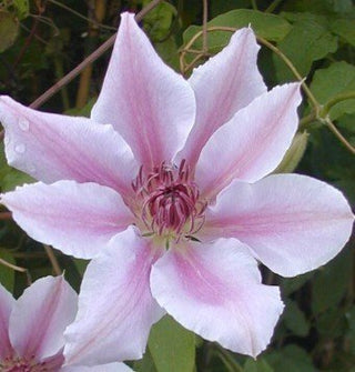Waldrebe Nelly Moser – Blüte in Nahaufnahme