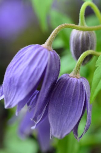Alpen Waldrebe - kaufen & pflegen