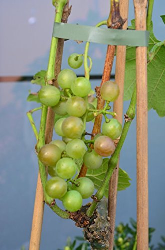 Weinrebe Bianca - kaufen & pflegen
