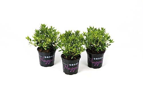 !!WELTNEUHEIT!! Nugget by Bloombux® - flower & form by INKARHO® - kaufen & pflegen