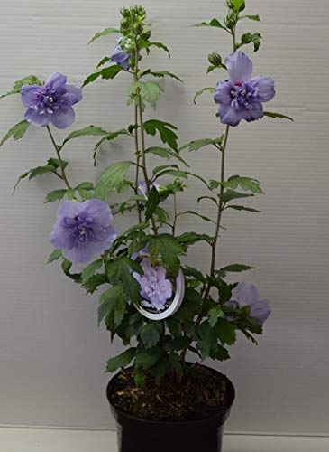 Hibiscus gefüllt blau blühend Hibscus Blue Chiffon® - kaufen & pflegen