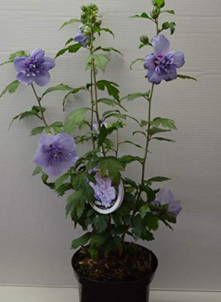 Hibiscus gefüllt blau blühend Hibscus Blue Chiffon® - kaufen & pflegen