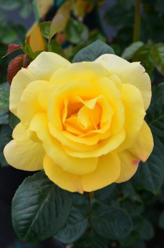 Beetrose Arthur Bell -R- gelb blühend - kaufen & pflegen