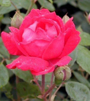 Kletterrose Paul's Scarlet Climber -R- – Blüte in Nahaufnahme