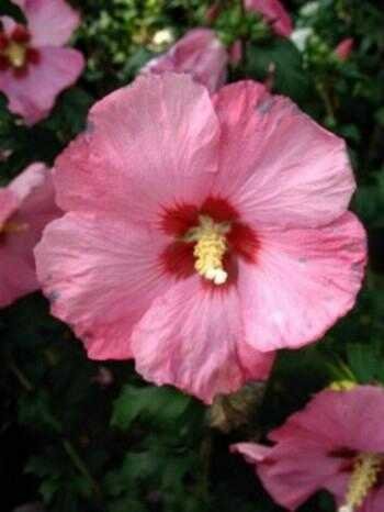 Hibiscus dunkelrosa mit rotem Fleck Hibscus Afrodita - kaufen & pflegen