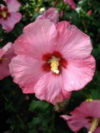 Hibiscus dunkelrosa mit rotem Fleck Hibscus Afrodita - kaufen & pflegen