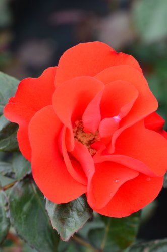 Beetrose Amsterdam -R- kräftig rot blühend - kaufen & pflegen