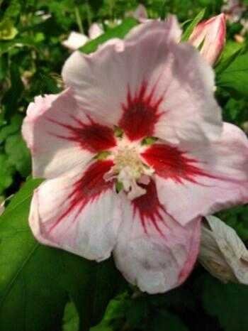 Hibiscus rosa mit rotem Fleck blühend Hibiscus Hamabo - kaufen & pflegen