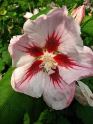Hibiscus rosa mit rotem Fleck blühend Hibiscus Hamabo – Blüte in Nahaufnahme