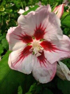 Hibiscus rosa mit rotem Fleck blühend Hibiscus Hamabo