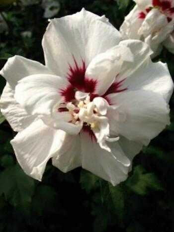 Hibiscus gefüllt weiß mit rotem Flec…