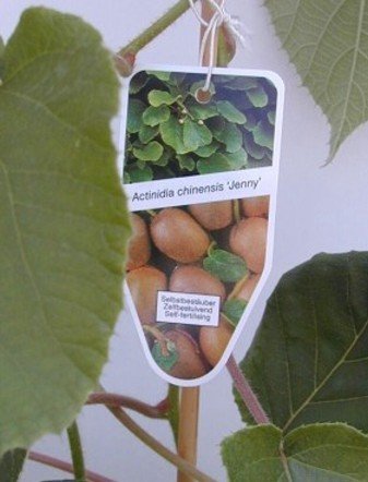 Kiwi selbstfruchtend Actinidia chinensis Jenny® - kaufen & pflegen