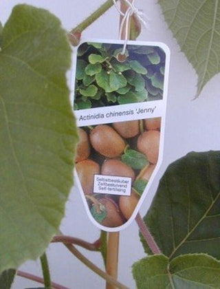 Kiwi selbstfruchtend Actinidia chinensis Jenny® - kaufen & pflegen