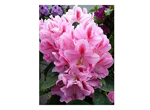 Alpenrose Furnivall's Daughter I... kaufen | Plantenwelt  Plantenwelt  Wiesmoor