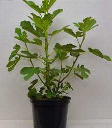 winterharte eßbare Feige, Ficus carica Firoma® – Pflanze im Verkaufscontainer