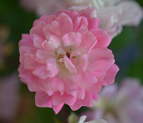 bodendeckende, jetzt ca. 40 cm breite Rose Satina - kaufen & pflegen