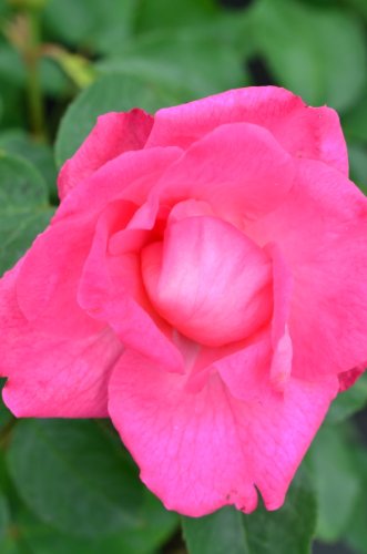 Beetrose Tom Tom rosa gefüllt blühend - kaufen & pflegen