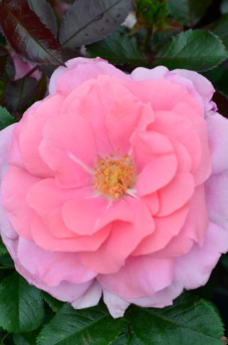 Beetrose Randilla Pink -R- hellrosa gefüllt blühend - kaufen & pflegen