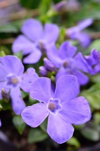 blau blühendes Immergrün Vinca minor – Blüte in Nahaufnahme