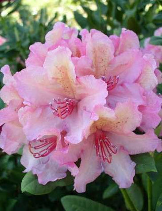 Alpenrose Brasilia – Blüte in Nahaufnahme
