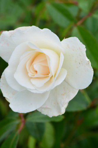 Kletterrose Climbing Iceberg -S- - kaufen & pflegen