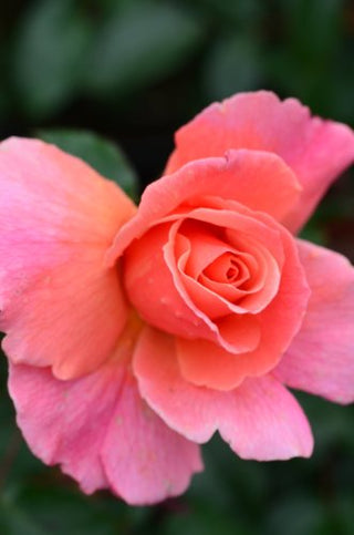 Beetrose Fragrant Delight -R- gefüllt orangerosa blühend – Blüte in Nahaufnahme