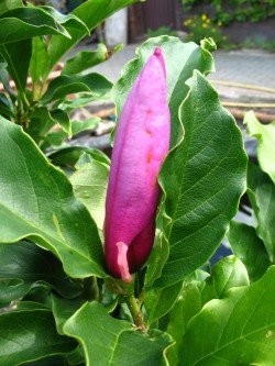 Tulpenmagnolie Susan